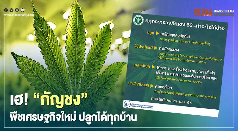 “กัญชง” พืชเศรษฐกิจใหม่ ปลูกได้ทุกบ้าน เริ่ม 29 ม.ค