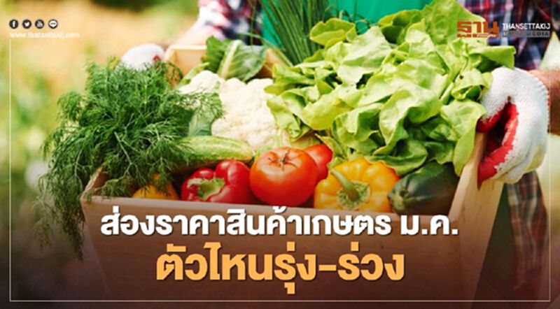 เจาะ"ราคาสินค้าเกษตร"เดือนม.ค.ตัวไหนรุ่ง-ตัวไหนร่วง เจาะ"ราคาสินค้าเกษตร"เดือนม.ค.ตัวไหนรุ่ง-ตัวไหนร่วง