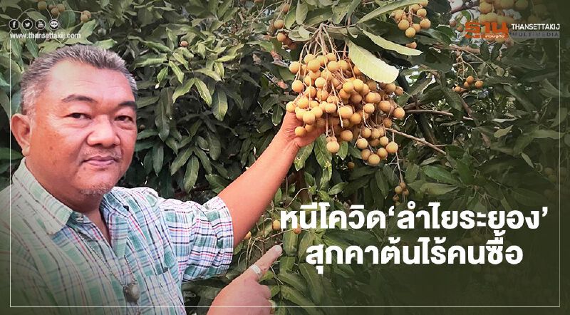 หนีโควิด‘ลำไยระยอง’  สุกคาต้นไร้คนซื้อ
