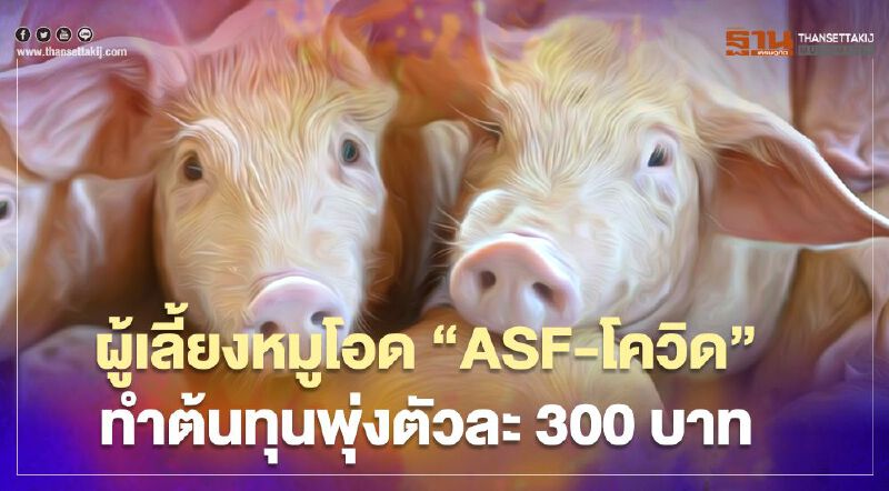ผู้เลี้ยงหมูโอด “ASF-โควิด” ทำต้นทุนพุ่งตัวละ 300 บาท