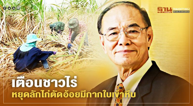 โรงงานน้ำตาลเตือนชาวไร่หยุดลักไก่ตัดอ้อยมีกากใบเข้าหีบ