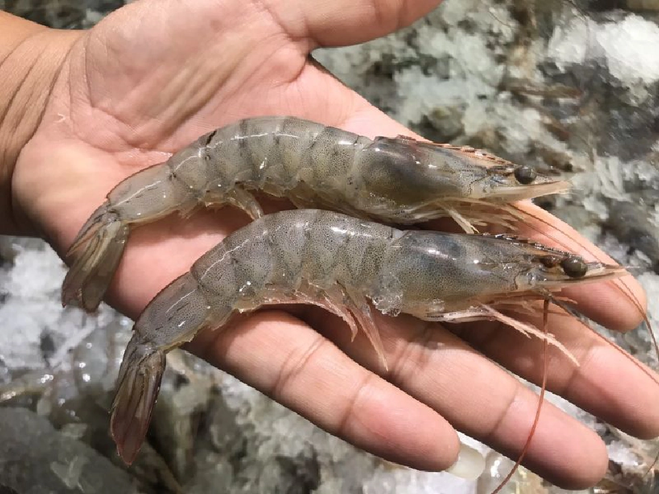 “กรมประมง”ออกโรงยืนยัน อาหารทะเลไทยปลอดโควิด 