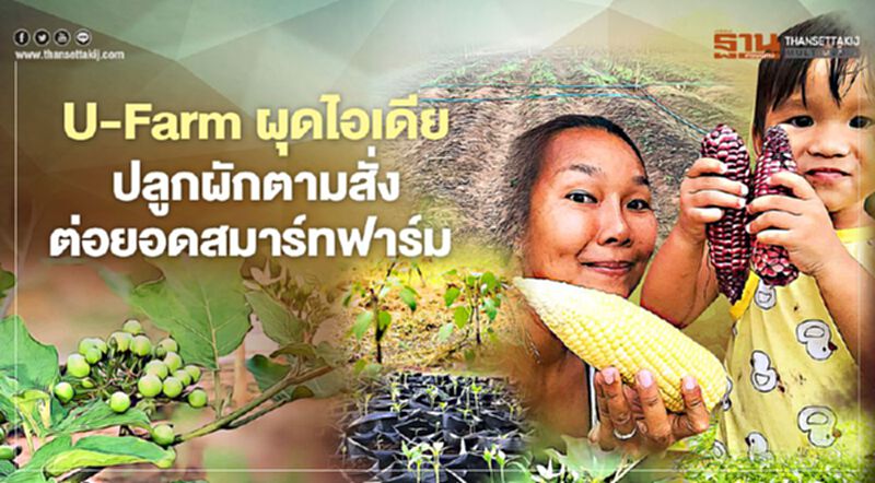 U-Farm ผุดไอเดีย ปลูกผักตามสั่ง ต่อยอดสมาร์ทฟาร์ม U-Farm ผุดไอเดีย ปลูกผักตามสั่ง ต่อยอดสมาร์ทฟาร์ม