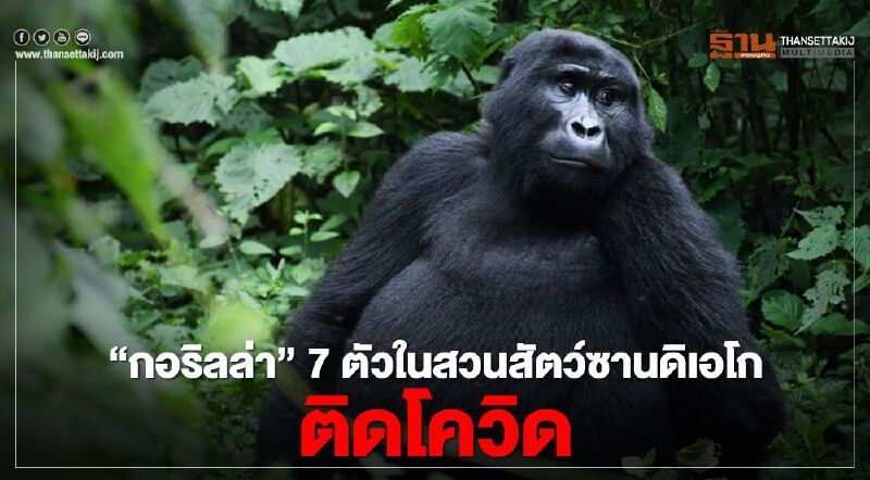 "กอริลล่า" 7 ตัวในสวนสัตว์ซานดิเอโก ติดโควิด -19 คาดแพร่เชื้อโดยผู้ป่วยไร้อาการ