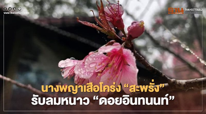 นางพญาเสือโคร่ง"สะพรั่ง"รับลมหนาว"ดอยอินทนนท์" นางพญาเสือโคร่ง"สะพรั่ง"รับลมหนาว"ดอยอินทนนท์"