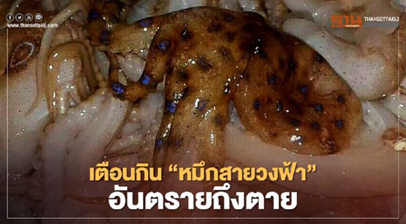 เตือน ห้ามกิน “หมึกสายวงน้ำเงิน” มีพิษถึงตาย เตือน ห้ามกิน “หมึกสายวงน้ำเงิน” มีพิษถึงตาย