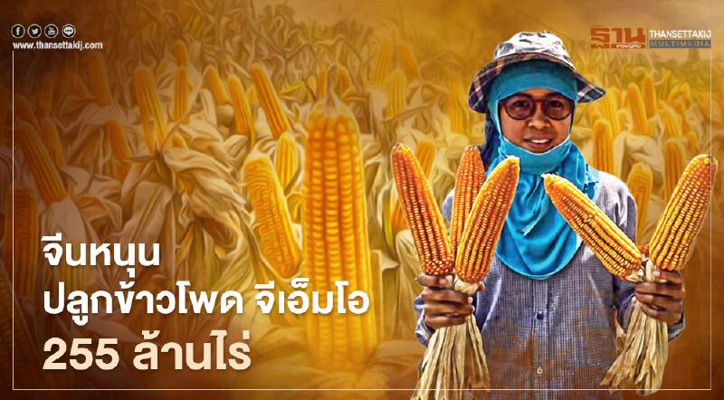 ผงะ จีนหนุนปลูกข้าวโพด จีเอ็มโอ 255 ล้านไร่