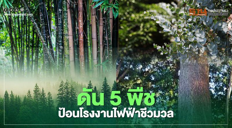 ดัน 5 พืช กระถินเทพา ยูคาลิปตัส กระถินณรงค์ สน ไผ่ ป้อนโรงงานไฟฟ้าชีวมวล