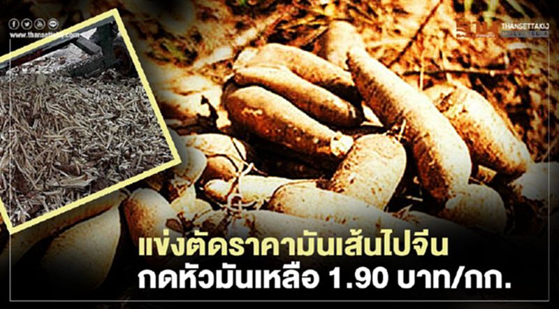 แข่งตัดราคามันเส้นไปจีน กดหัวมันเหลือ1.90บาท/กก. แข่งตัดราคามันเส้นไปจีน กดหัวมันเหลือ1.90บาท/กก.