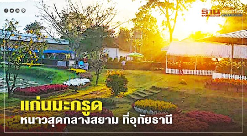 แก่นมะกรูด หนาวสุดกลางสยาม ที่อุทัยธานี แก่นมะกรูด หนาวสุดกลางสยาม ที่อุทัยธานี