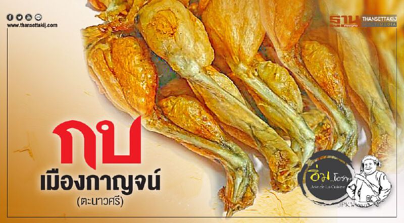 กบเมืองกาญจน์ (ตะนาวศรี) กบเมืองกาญจน์ (ตะนาวศรี)