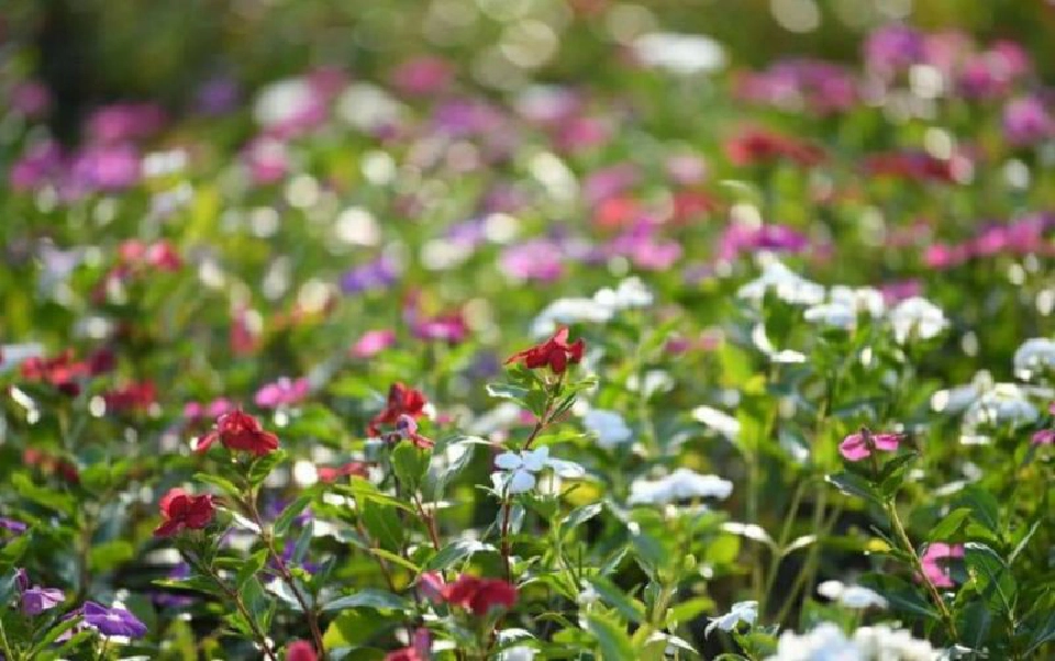 กทม.เปิด“สวนวนาภิรมย์ร่มเกล้า” ชวนชมทุ่งดอกแพงพวยหลากสี