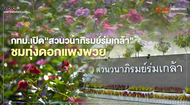 กทม.เปิด“สวนวนาภิรมย์ร่มเกล้า” ชวนชมทุ่งดอกแพงพวยหลากสี กทม.เปิด“สวนวนาภิรมย์ร่มเกล้า” ชวนชมทุ่งดอกแพงพวยหลากสี
