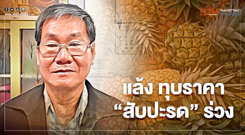 "แล้ง" ทุบราคาสับปะรดร่วง เหลือ 2-3 บาท/กิโลกรัม
