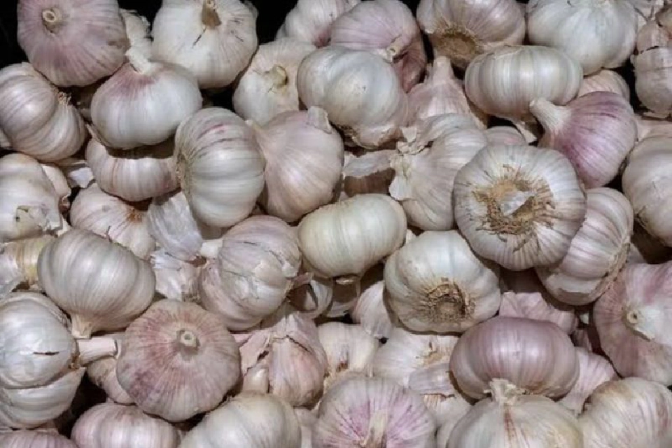 กระเทียมศรีสะเกษ