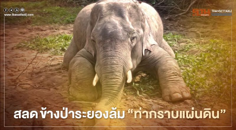 สลด ช้างป่าระยองล้ม"ท่ากราบแผ่นดิน"