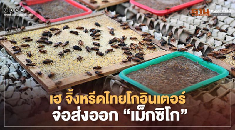เฮ จิ้งหรีดไทยโกอินเตอร์ จ่อส่งออก “เม็กซิโก” เฮ จิ้งหรีดไทยโกอินเตอร์ จ่อส่งออก “เม็กซิโก”