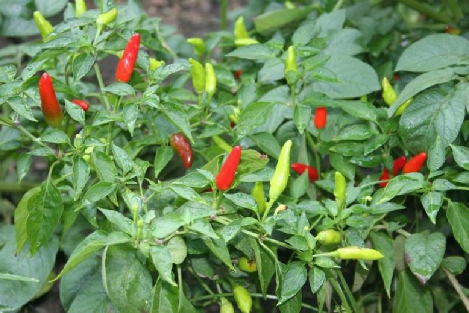 “พาณิชย์ โคราช” ยัน  พริกขี้หนูเม็ดละ1บาทไม่จริง!