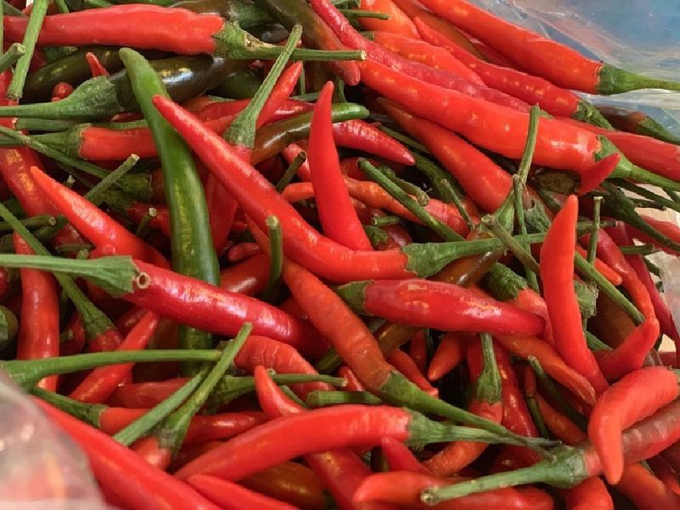 “พาณิชย์ โคราช” ยัน  พริกขี้หนูเม็ดละ1บาทไม่จริง!