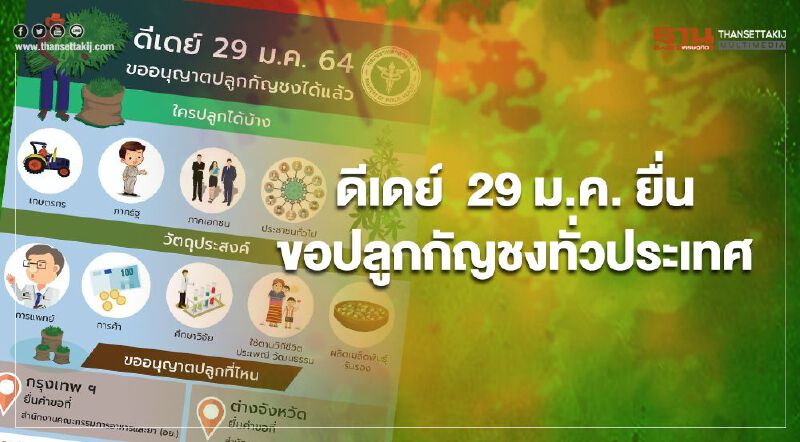 พร้อมหรือยัง  29 ม.ค. ยื่น ขอปลูกกัญชงทั่วประเทศ