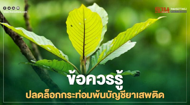 ปลดล็อก"กระท่อม" พ้นบัญชียาเสพติด ยังมีข้อห้ามอะไรบ้าง เช็กที่นี่ ปลดล็อก"กระท่อม" พ้นบัญชียาเสพติด ยังมีข้อห้ามอะไรบ้าง เช็กที่นี่