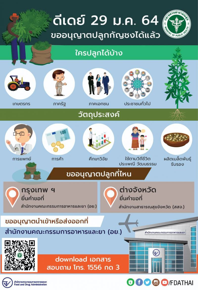 ดีเดย์ 29 ม.ค. ขออนุญาตปลูกกัญชงได้แล้ว