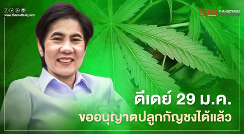 ดีเดย์ 29 ม.ค. ขออนุญาตปลูกกัญชงได้แล้ว ดีเดย์ 29 ม.ค. ขออนุญาตปลูกกัญชงได้แล้ว