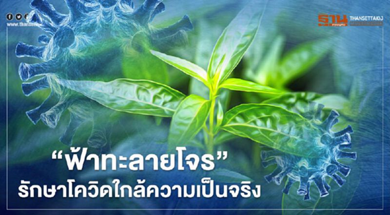 "ฟ้าทะลายโจร"รักษาโควิดใกล้ความเป็นจริง "ฟ้าทะลายโจร"รักษาโควิดใกล้ความเป็นจริง
