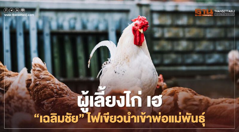 ผู้เลี้ยงไก่ เฮ “เฉลิมชัย” ไฟเขียว นำเข้าพ่อแม่พันธุ์ ผู้เลี้ยงไก่ เฮ “เฉลิมชัย” ไฟเขียว นำเข้าพ่อแม่พันธุ์