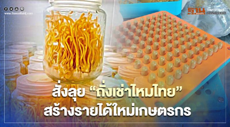 สั่งลุย “ถั่งเช่าไหมไทย” สร้างรายได้ใหม่เกษตรกร สั่งลุย “ถั่งเช่าไหมไทย” สร้างรายได้ใหม่เกษตรกร