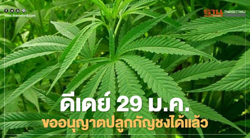 ดีเดย์ 29 ม.ค.ขออนุญาตปลูก "กัญชง" ได้แล้ว ดีเดย์ 29 ม.ค.ขออนุญาตปลูก "กัญชง" ได้แล้ว