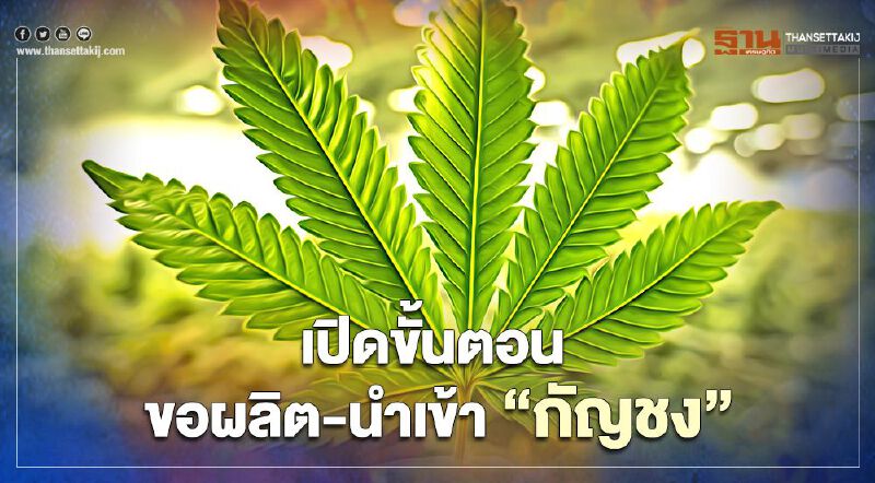 อัพเดต ขั้นตอนการขออนุญาต ปลูก-ผลิต-นำเข้า "กัญชง" อย่างละเอียด 