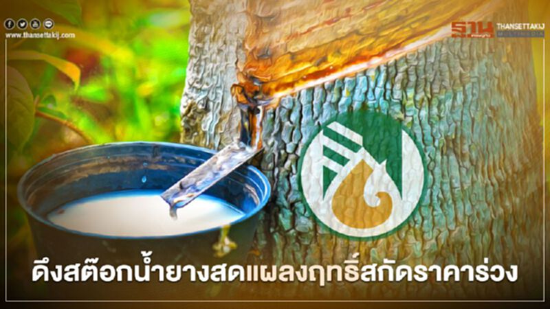 เกษตรกรเฮ ลั่น “กยท.” ดึงสต๊อกน้ำยางสด แผลงฤทธิ์สกัดราคาร่วง เกษตรกรเฮ ลั่น “กยท.” ดึงสต๊อกน้ำยางสด แผลงฤทธิ์สกัดราคาร่วง