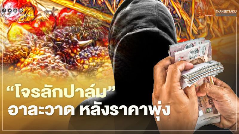 “โจรลักปาล์ม” อาละวาด หลังราคาพุ่ง