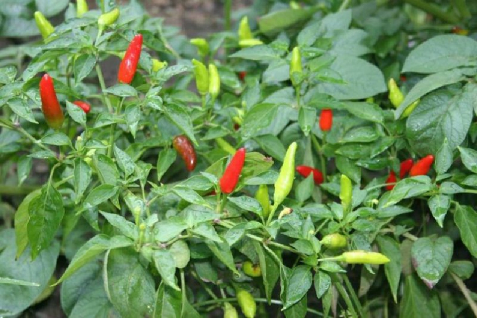 “ค้าภายใน”ชี้ราคาพริก  ปรับตัวลดลงแล้ว