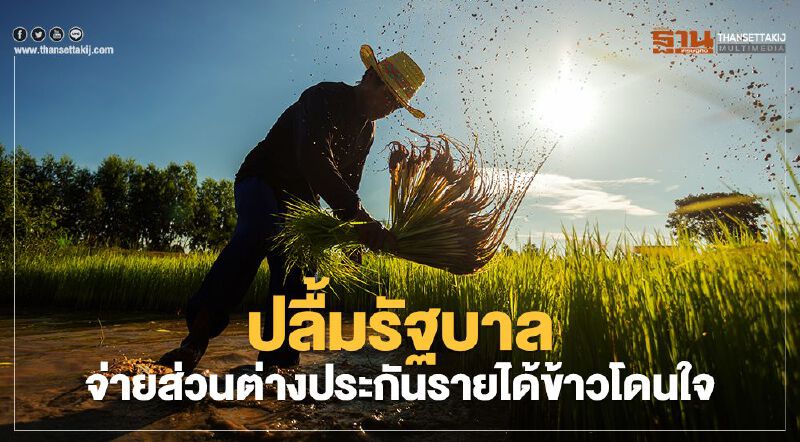 ปลื้มรัฐบาล จ่ายส่วนต่างประกันรายได้ข้าวโดนใจ ปลื้มรัฐบาล จ่ายส่วนต่างประกันรายได้ข้าวโดนใจ