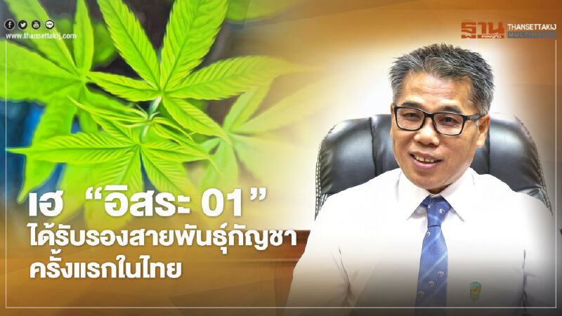 เฮ  “อิสระ 01” ได้รับรองสายพันธุ์กัญชา ครั้งแรกในไทย