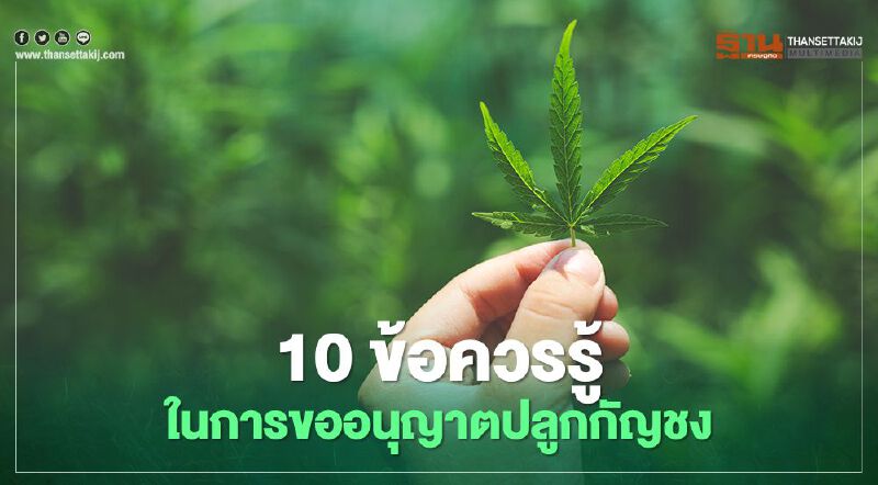ใครอยากปลูกกัญชง มาทางนี้! เปิด 10 ข้อควรรู้ก่อนขออนุญาตปลูก 