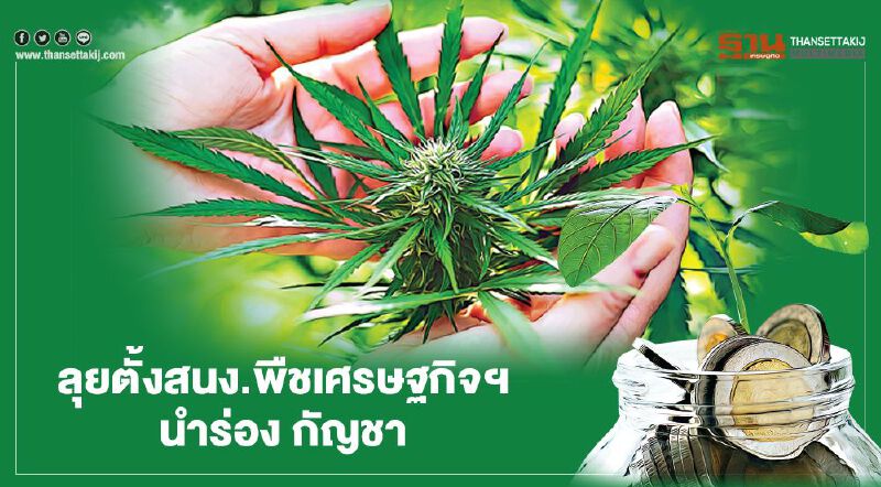 ลุยตั้งสนง.พืชเศรษฐกิจฯ นำร่อง"กัญชา" ชิงเค้กตลาดโลก 30 ล้านล้าน