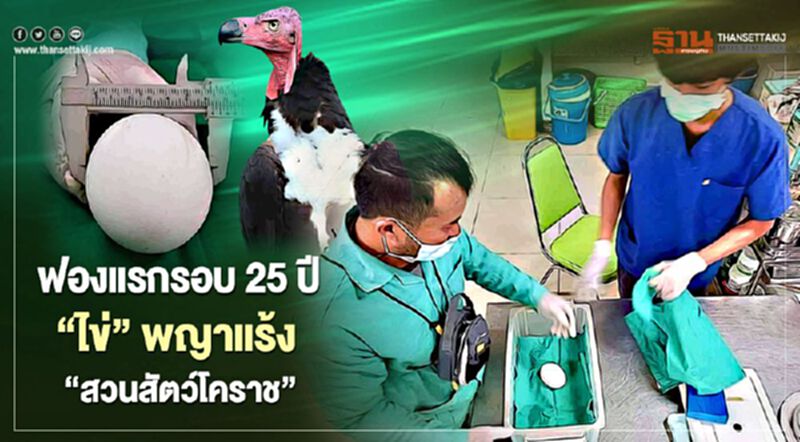 ฟองแรกรอบ25ปี"ไข่"พญาแร้ง"สวนสัตว์โคราช" ฟองแรกรอบ25ปี"ไข่"พญาแร้ง"สวนสัตว์โคราช"