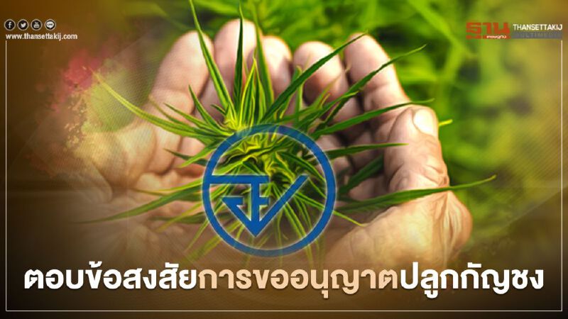 อย.ชี้แจงข้อสงสัยเกี่ยวกับการขออนุญาตปลูกกัญชง