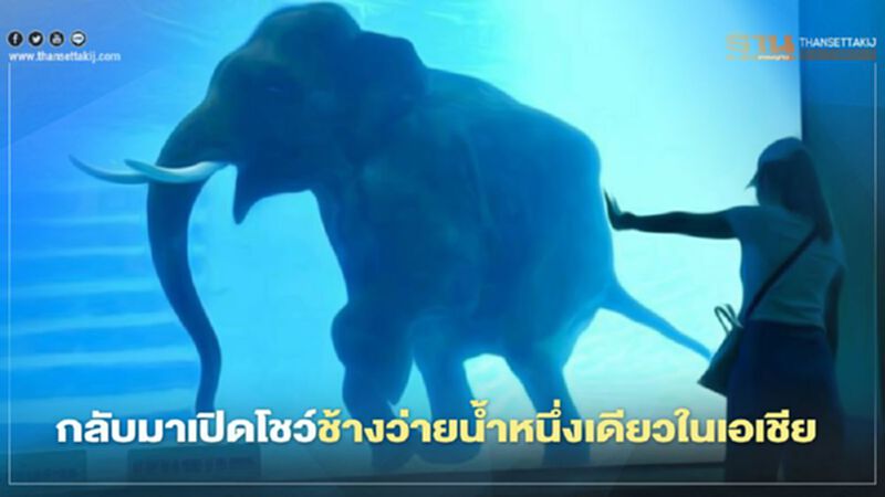 สวนสัตว์เปิดเขาเขียว กลับมาเปิด"โชว์ช้างว่ายน้ำ"แห่งเดียวในเอเชียแล้ว สวนสัตว์เปิดเขาเขียว กลับมาเปิด"โชว์ช้างว่ายน้ำ"แห่งเดียวในเอเชียแล้ว