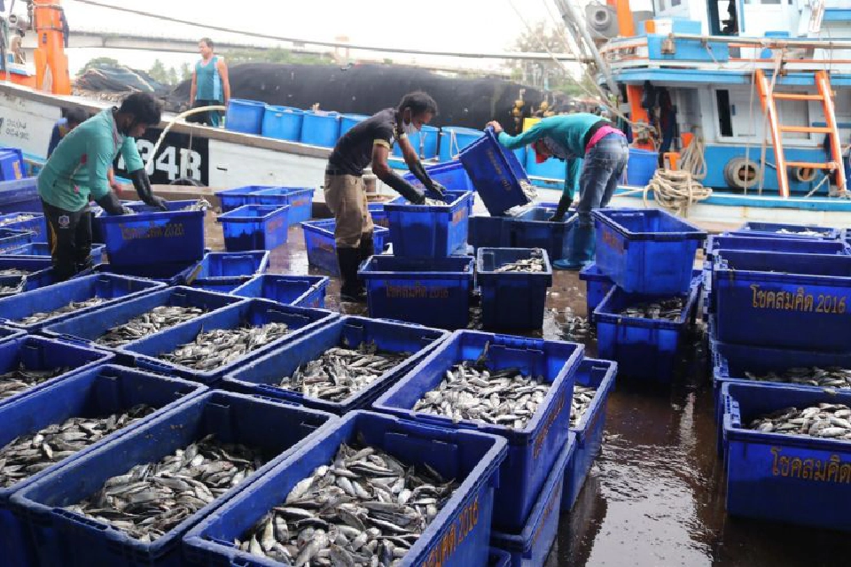 บรรยากาศการขนถ่ายสัตว์น้ำ ลงจากเรือประมง