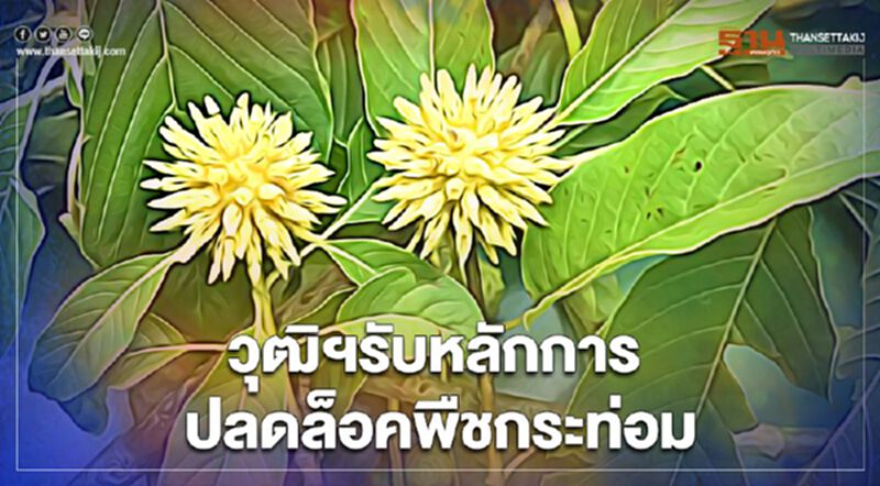 มติท่วมท้น 179 ต่อ 2 วุฒิสภารับหลักการร่างพ.ร.บ.ปลดล็อกพืชกระท่อมพ้นบัญชียาเสพติด มติท่วมท้น 179 ต่อ 2 วุฒิสภารับหลักการร่างพ.ร.บ.ปลดล็อกพืชกระท่อมพ้นบัญชียาเสพติด
