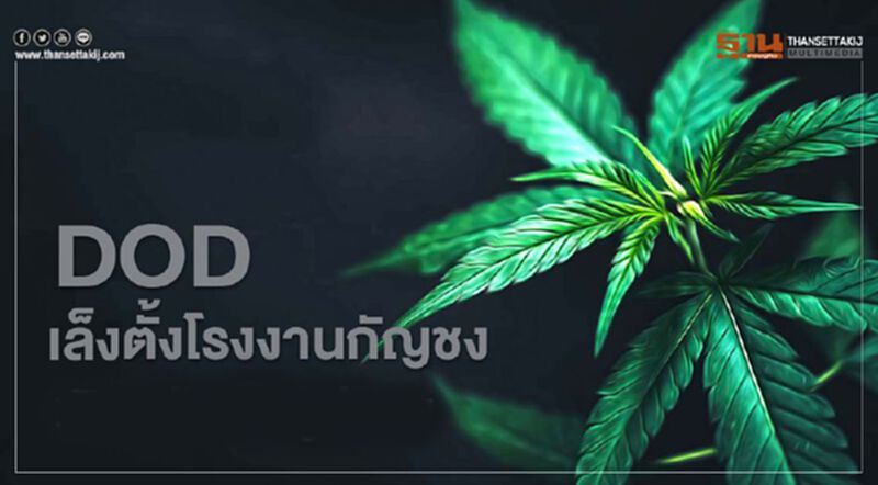 DOD เล็งตั้งโรงงานกัญชง DOD เล็งตั้งโรงงานกัญชง