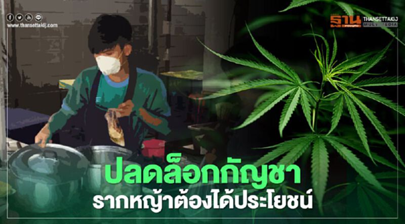ปลดล็อกกัญชา รากหญ้าต้องได้ประโยชน์ ปลดล็อกกัญชา รากหญ้าต้องได้ประโยชน์