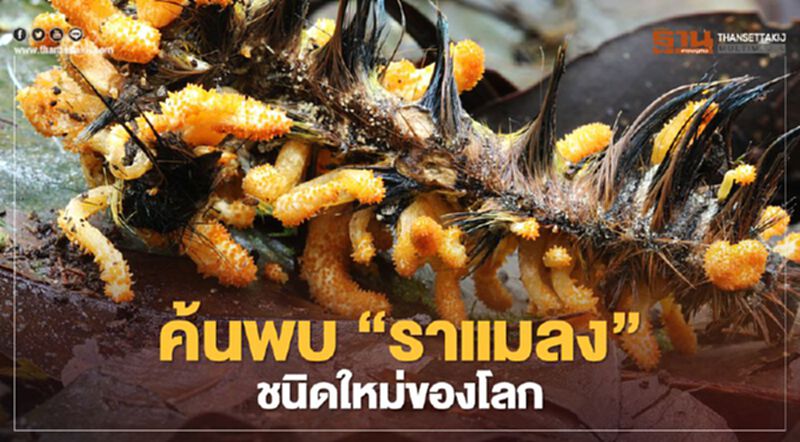 ฮือฮา ไทยค้นพบ "ราแมลง" ชนิดใหม่ของโลก 47 สายพันธุ์ ฮือฮา ไทยค้นพบ "ราแมลง" ชนิดใหม่ของโลก 47 สายพันธุ์