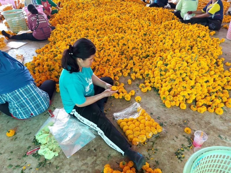 เกษตรกรอ่วม “ดาวเรือง”ราคาร่วง  “พาณิชย์บุรีรัมย์”เร่งรับซื้อ