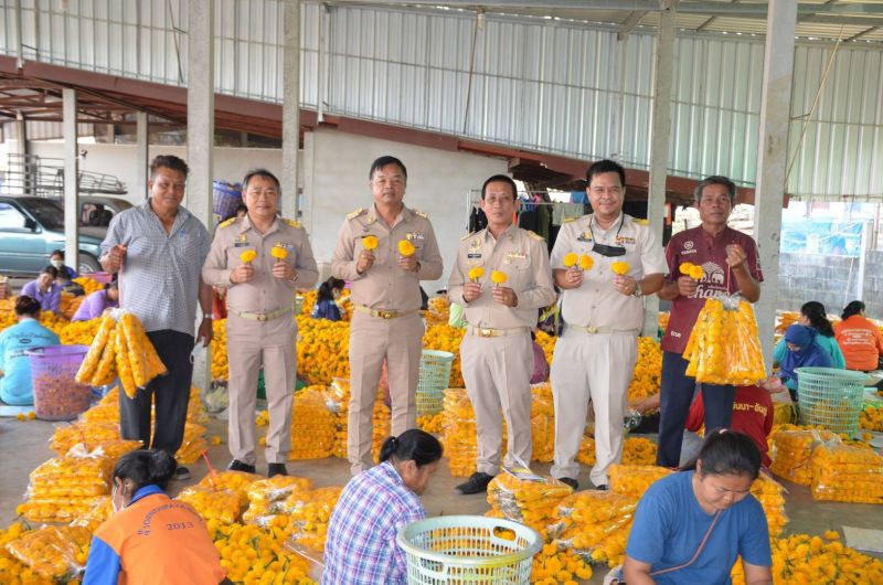 เกษตรกรอ่วม “ดาวเรือง”ราคาร่วง  “พาณิชย์บุรีรัมย์”เร่งรับซื้อ