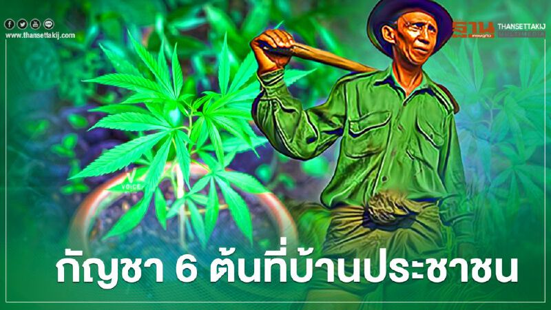 กัญชา 6 ต้น ที่บ้านประชาชนถูกกฎหมายปลูกแล้วที่บุรีรัมย์